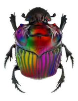 shinybeetle